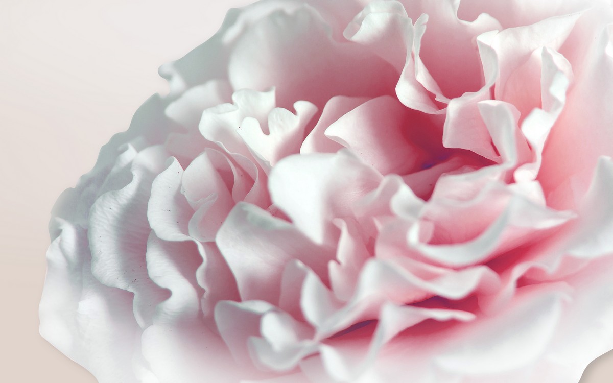 Фарфоровый пион